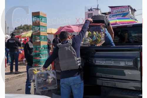 Por andar vendiendo pajaritos silvestres en La Cruz Dendhó, Jilotepec, los detuvo la policía